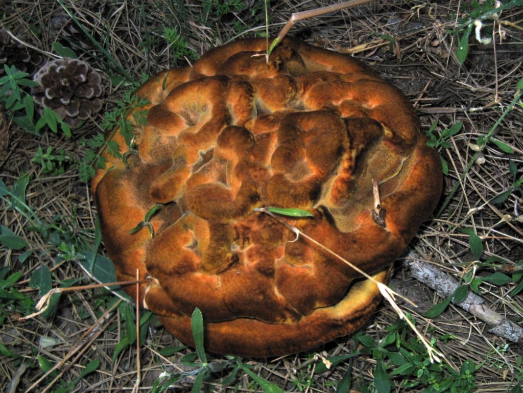 Fungo indet dalla Sila (Phaeolus schweinitzii)